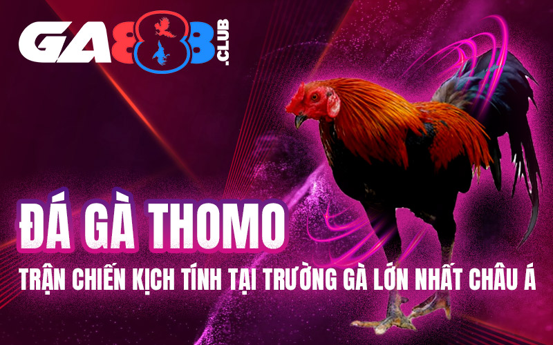 Đá Gà Thomo – Trận Chiến Kịch Tính Tại Trường Gà Lớn Nhất Châu Á