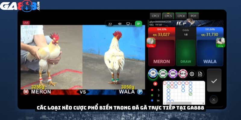 Các loại kèo cược phổ biến trong đá gà trực tiếp tại GA888
