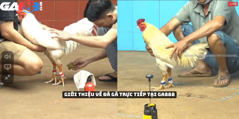 Giới thiệu về đá gà trực tiếp tại GA888