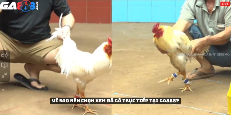 Vì sao nên chọn xem đá gà trực tiếp tại GA888?